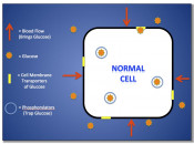 Figure 1 (Image 1) Normal Cell infographic